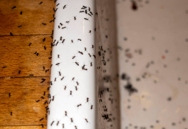 Best Best Pest Control Companies  in Troy, OH